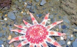 Starfish at Port Logan Fish Pond, Dumfries and Galloway, near Westview Cottage Port William