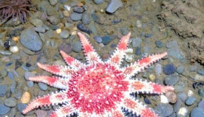 Starfish at Port Logan Fish Pond, Dumfries and Galloway, near Westview Cottage Port William